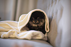 Pomeranian Puppy