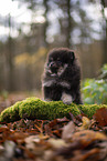 Pomeranian Puppy