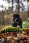 Pomeranian Puppy