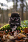 Pomeranian Puppy