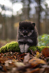 Pomeranian Puppy