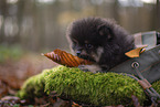 Pomeranian Puppy