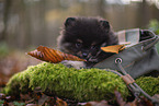 Pomeranian Puppy