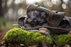 Pomeranian Puppy