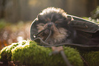 Pomeranian Puppy
