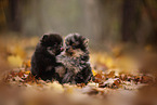 Pomeranian Puppy