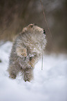Pomeranian puppy in winter