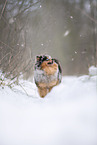 male Pomeranian