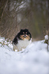 female Pomeranian