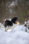 female Pomeranian