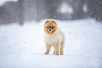 young male Pomeranian