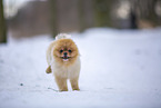 young male Pomeranian