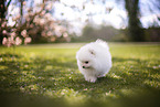 white Pomeranian puppy