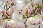 white Pomeranian puppy