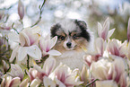 male Pomeranian