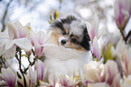 male Pomeranian