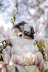 male Pomeranian