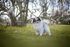 male Pomeranian