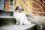 male Pomeranian
