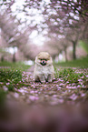 Pomeranian puppy in cherry blossom