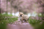 Pomeranian puppy in cherry blossom