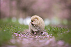 Pomeranian puppy in cherry blossom