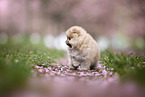 Pomeranian puppy in cherry blossom