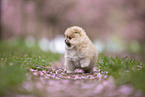 Pomeranian puppy in cherry blossom