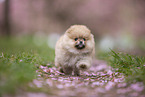 Pomeranian puppy in cherry blossom