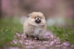 Pomeranian puppy in cherry blossom