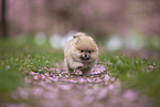 Pomeranian puppy in cherry blossom