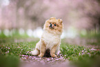 Pomeranian puppy in cherry blossom