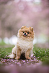 Pomeranian puppy in cherry blossom