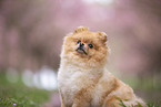 Pomeranian puppy in cherry blossom