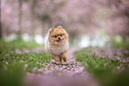 Pomeranian puppy in cherry blossom