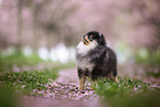 Pomeranian puppy in cherry blossom