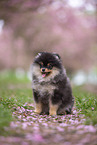 Pomeranian puppy in cherry blossom