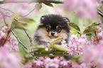 Pomeranian puppy in cherry blossom