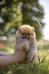 Pomeranian puppy