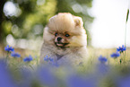 Pomeranian puppy