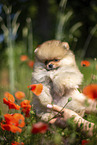Pomeranian puppy