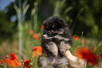 Pomeranian puppy