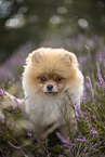 male Pomeranian