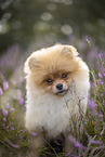 male Pomeranian