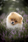male Pomeranian
