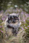 Pomeranian puppy