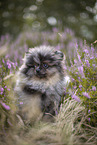 Pomeranian puppy