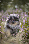 Pomeranian puppy