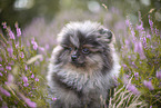 Pomeranian puppy