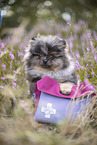 Pomeranian puppy